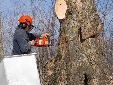 Tree services in East London