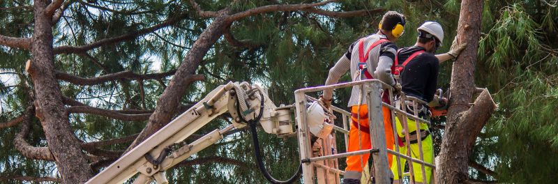 Tree services in Essex