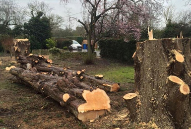 Tree felling in Essex