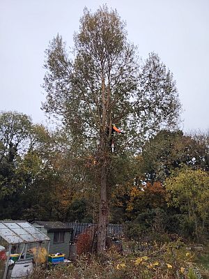 Tree felling and removal in Essex by ADL Tree Services