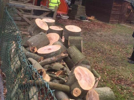 Tree felling services in Woodford