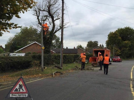  expert Woodford Tree cutting