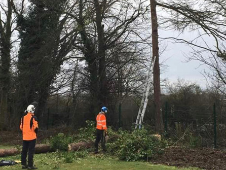 Tree cutting