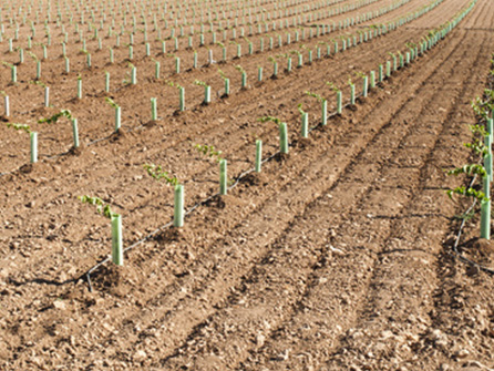 Tree planting services in Chingford