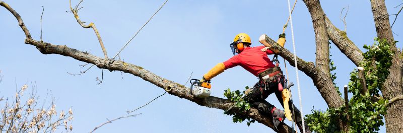 Tree surgeon in Essex