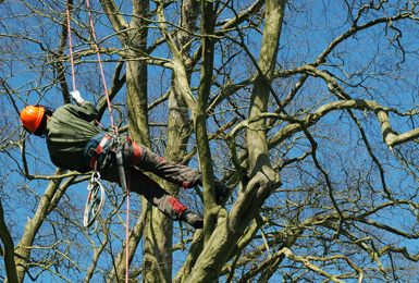 Tree planting in Chingford